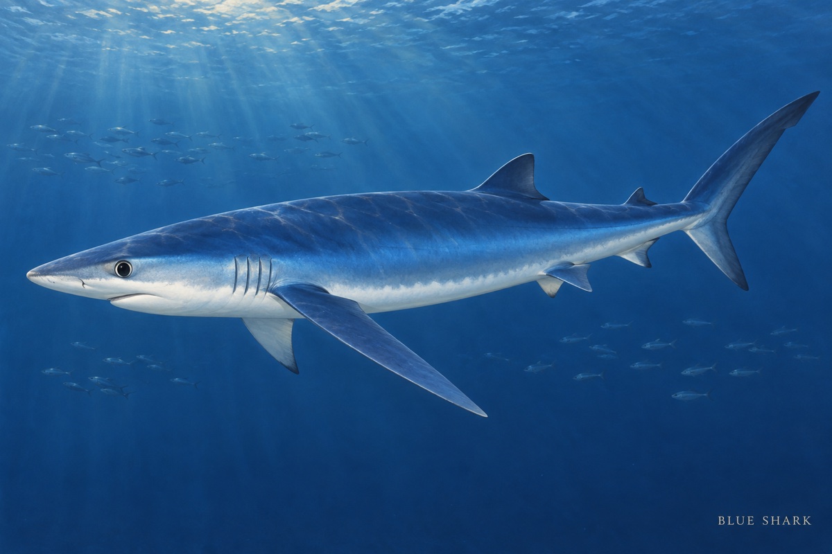 Natural-history painting: Blue shark